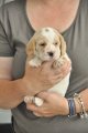 Afb_20120711_Ginger (3)